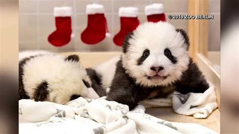 Twin Panda Cubs To Enjoy First Christmas In Germany