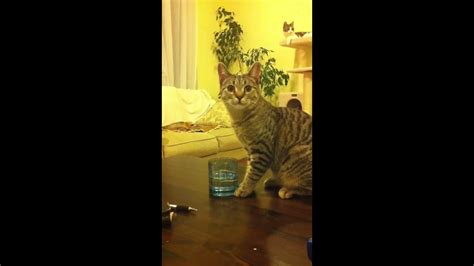 Cat Drinks From A Cup Youtube