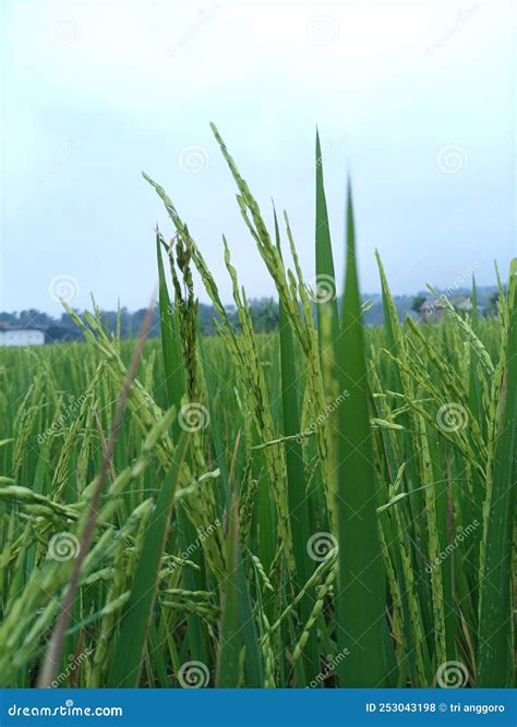 Rice Plants That Look Fertile And Healthy Stock Photo Image Of Plain