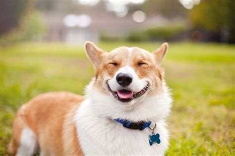 These Smiling Dogs Will Brighten Your Day Smiling Dogs Cute Dogs