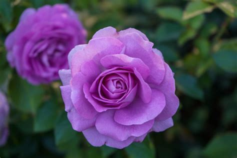 Purple Roses Vs Lavender Roses History And Meaning Floraqueen En