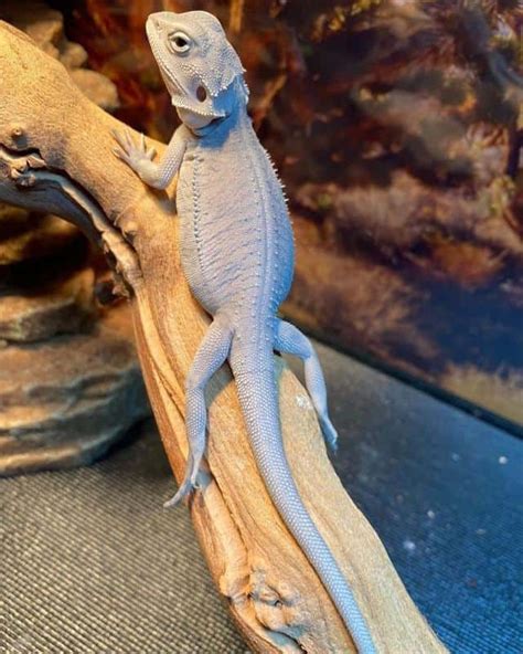 Everything You Need To Know About Bearded Dragon Colors