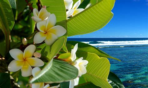 Tropical Flowers Aesthetic Sakura Tucson