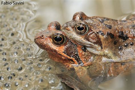 Rana Temporaria European Common Frogs With Eggs Coupling Flickr