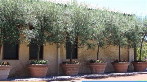 Patio fruit tree dwarf fig tree How To Grow An Olive Tree In A Pot - GardenTipz.com