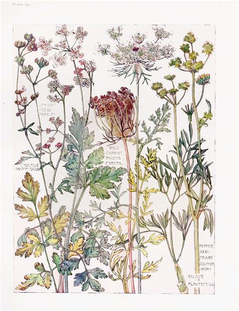 English Wild Flowers Botanical Watercolour Print By Isabel Adams