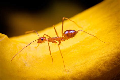 Yellow Crazy Ant Ants Ant Species Yellow