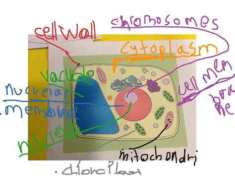 Plant Cell Science Cells Showme