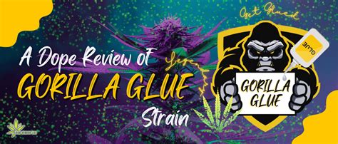 Get Glued A Dope Review Of The Legendary Gorilla Glue Strain 420