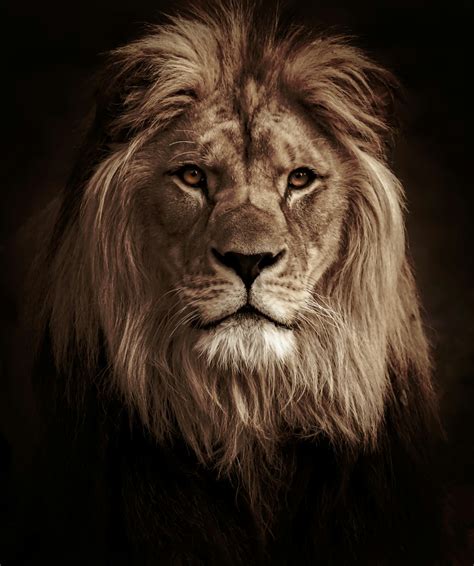 Lion In Black Background In Grayscale Photography Photo Free Animal