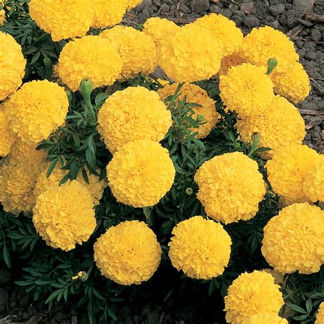 African Marigold Flower Garden Seeds Inca Ii Series F1 Yellow 100