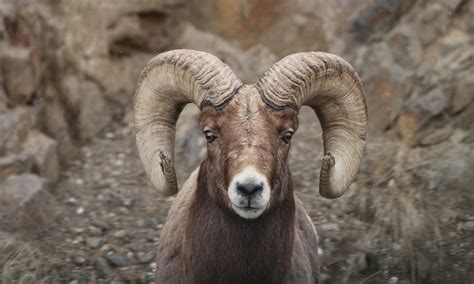 Ram Fact A Rams Horns Do Not Stop Growing Throughout Their Entire