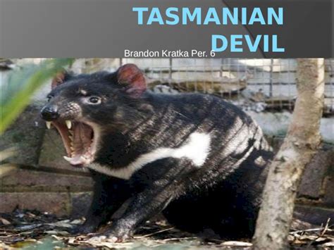 Pptx Tasmanian Devil Power Point Dokumen Tips