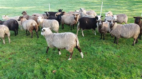 Ewes For Sale Shetland Sheep Society