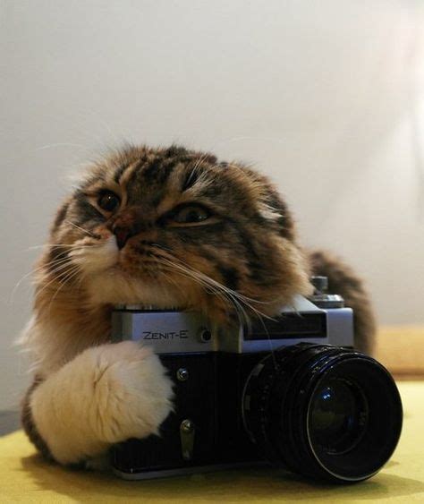 57 ~cats And Cameras Ideas In 2021 Cat Camera Cats Cats And Kittens