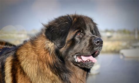 Multi Champion And Crufts Winning Leonbergers Show Kennels In Ireland