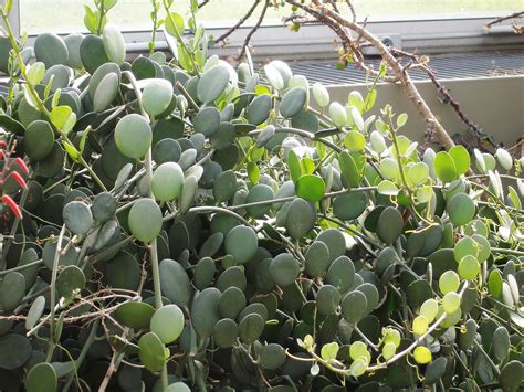 Commonly known as silver dollar vine or silver dollar plant, xerosicyos danguyi has become a relatively common houseplant vine propagation. Silver Dollar Vine · Plants living their best lives