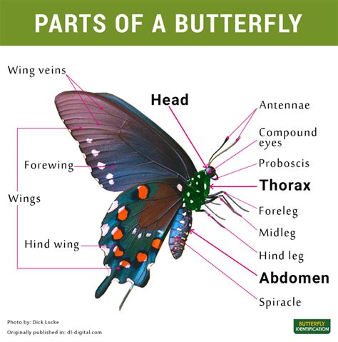 ⬤ flashcards exercise about body parts. Body Parts of a Butterfly and Its Diagram