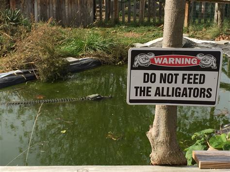 Dont Feed The Alligators By Brian Almon Gem State