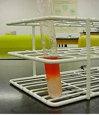 Maybe you would like to learn more about one of these? BELAJAR BERSAMA: Hasil Pengamatan Uji Makanan