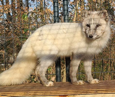 Pet Arctic Fox Care Guide Exotic Pet Wonderland