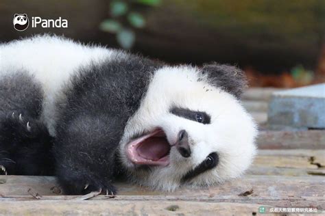 Sleepy Panda パンダ ペット 動物