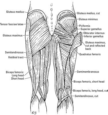 The Thigh Muscles - dummies