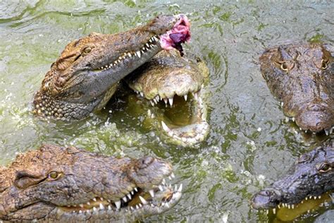 France (literal title) la pire personne au monde. Tændrør og tidevand redder mand fra krokodille | Nordjyske.dk