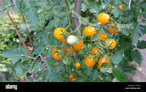 Bunch Of Yellow Cherry Tomatoes Stock Photo Alamy