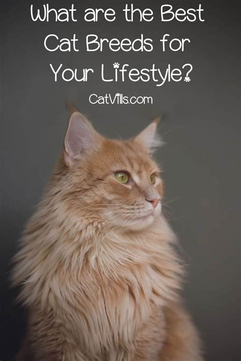 What Are The Best Cat Breeds For Your Lifestyle Catvills