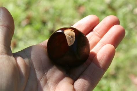 Some people carry them in a pocket or purse, but there are other uses for them. The Öko Box: Chestnuts & Buckeyes, not the same nut!
