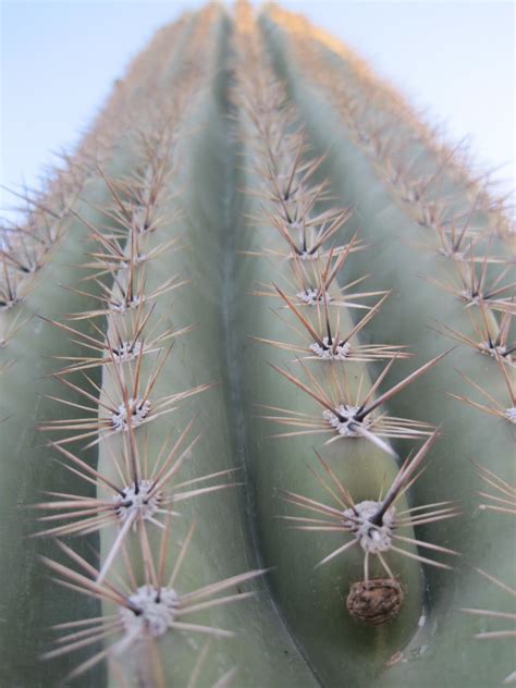 5 san pedro cactus growing needs. Aristata Land Arts: May 2011