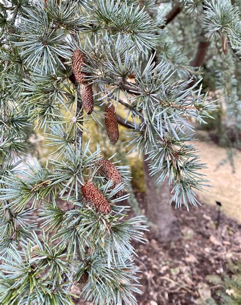 Icy Blue Conifers For The Southeast Finegardening