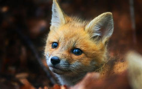 Cute Fox Cub Hd Animals 4k Wallpapers Images Backgrounds Photos