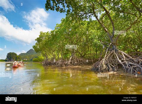 Mangrove Forest Tourists Sailing Alongside Mangrove Forest Phang Nga