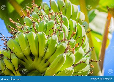 Organic Young Green Banana Fruits On Tree With Sunshine In The Sunny