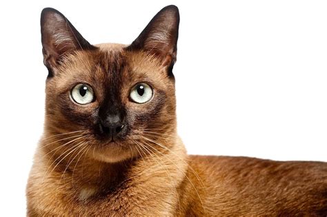 Our cats are from the finest burmese lines worldwide and their beauty and sweet personalities attest to this. Feline 411: All About Burmese Cats - Cattitude Daily
