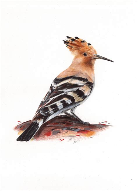 Eurasian Hoopoe Bird Portrait Drawing By Daria Maier Artmajeur