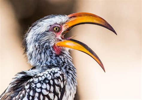 How To Photograph Birds In Africa Nature Ttl