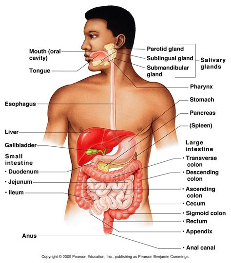 Digestive Organs Digestive System Anatomy Human Body Anatomy Human