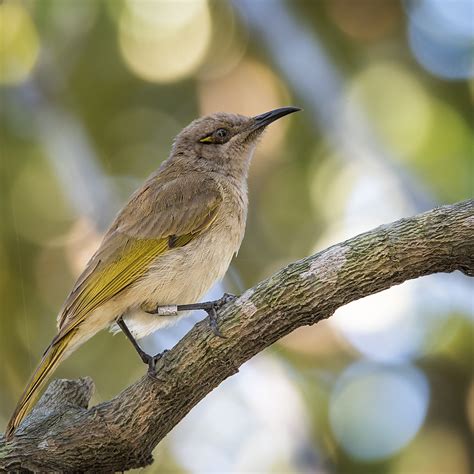 Small Bird Series A Tagged Brown Honeyeater Many Thanks F Flickr