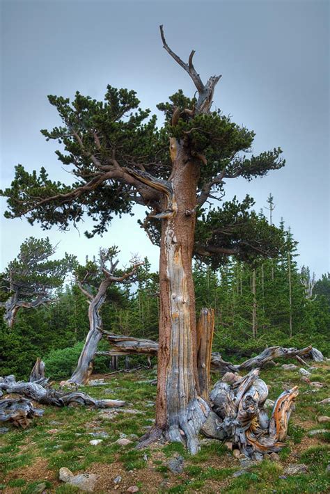 Rocky Mountain Bristlecone Pine Rocky Mountain Bristlecone Flickr