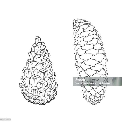 Set Of Hand Drawn Pine Cones Vector Illustration Line Drawing For