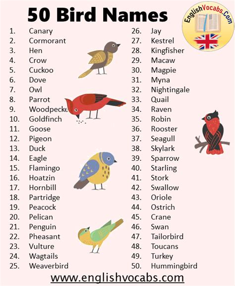 50 Bird Name List English Vocabs