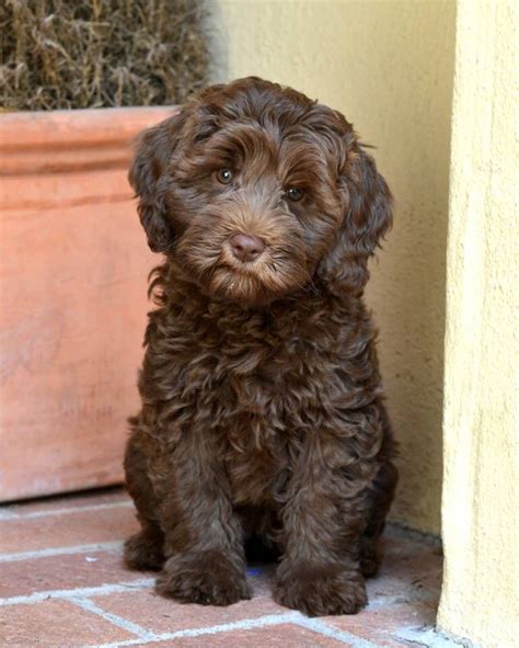 Looking for australian labradoodle puppies near me? Penny is an Australian Labradoodle looking for her ...