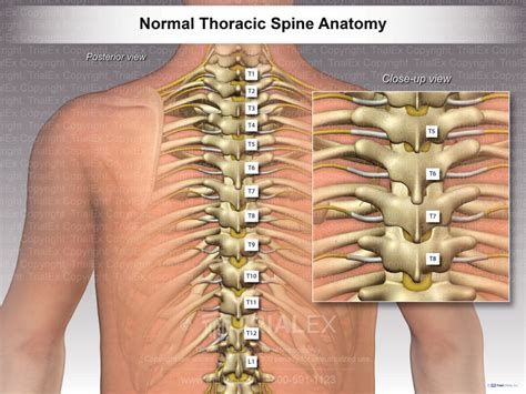 Normal Thoracic Spine Anatomy Trialexhibits Inc