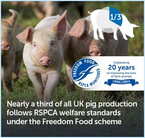 Nearly A Third Of All Uk Pig Production Follows Rspca Welfare Standards