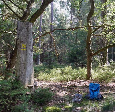 Freikörperkultur Plötzlich nackt im Wald WELT