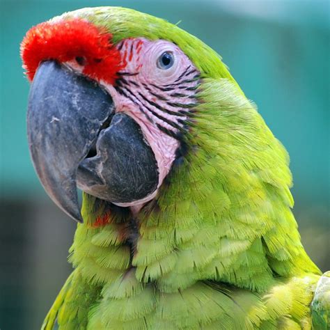 Great Green Macaw Ara Ambiguus A Photo On Flickriver