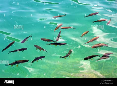 Fish In Plitvice Lakes Croatia Stock Photo Alamy